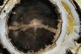 Petrified Wood (Schinoxylon) Limb With Branch - Wyoming #145295-2
